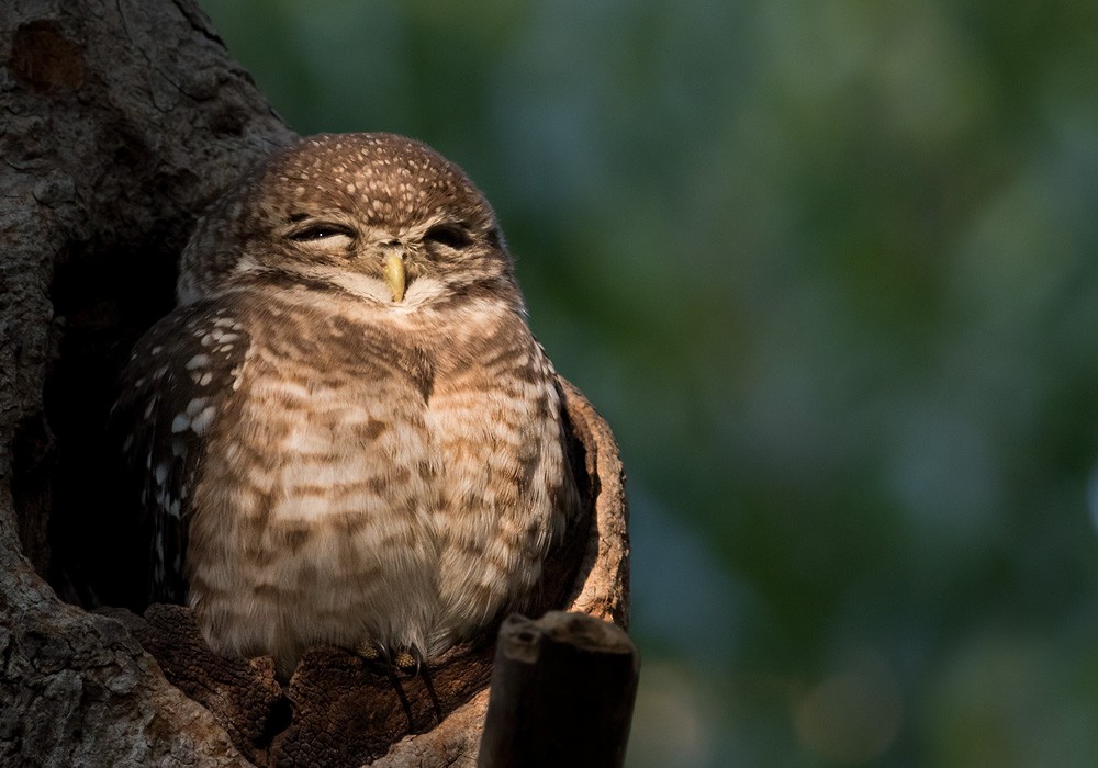 Spotted Owlet - ML205987661