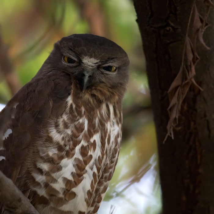 Brown Boobook - Lars Petersson | My World of Bird Photography