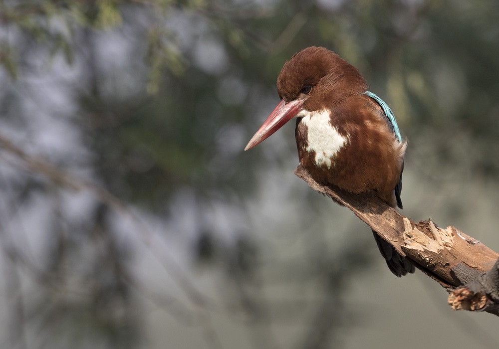 White-throated Kingfisher - ML205987801