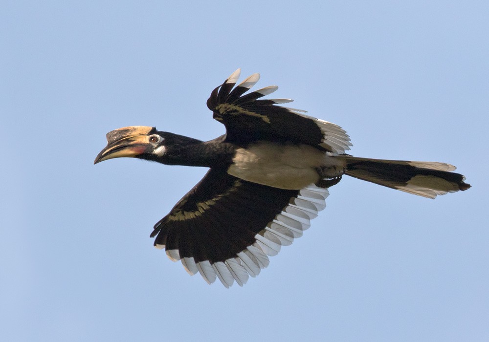 Oriental Pied-Hornbill - ML205987951