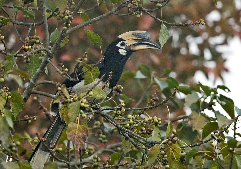 Oriental Pied-Hornbill - ML205987961