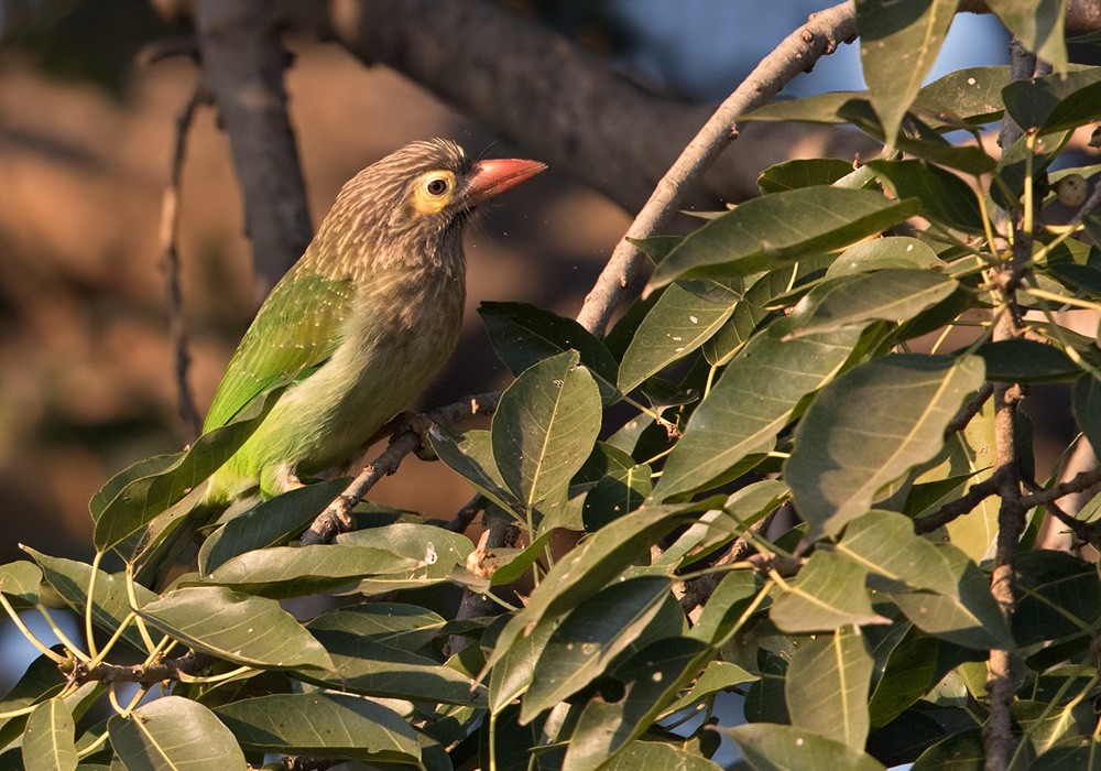 Kahverengi Başlı Barbet - ML205988001