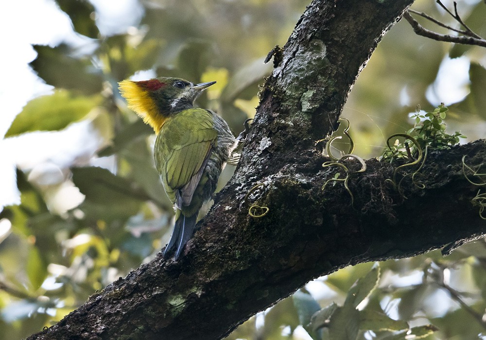 Lesser Yellownape - Lars Petersson | My World of Bird Photography