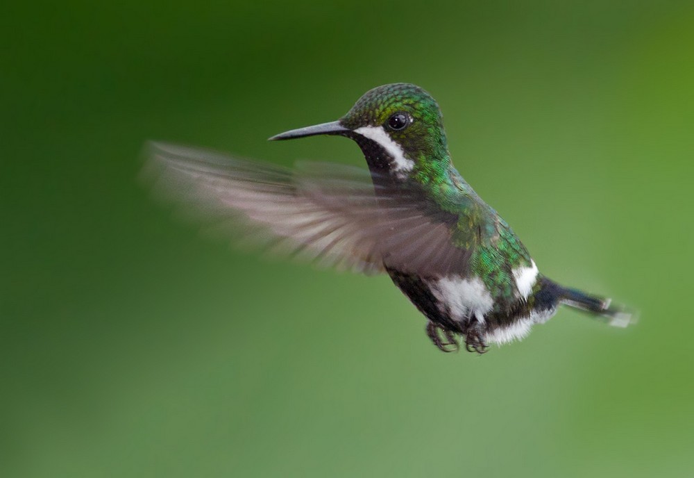 kolibřík trnoocasý - ML205988191