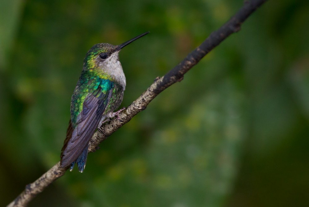 kolibřík vidloocasý - ML205988211