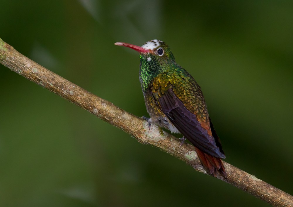 Rufous-tailed Hummingbird - ML205988311