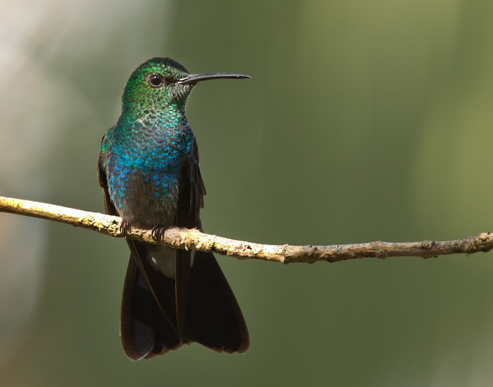 White-vented Plumeleteer (Ecuadorian) - ML205988411