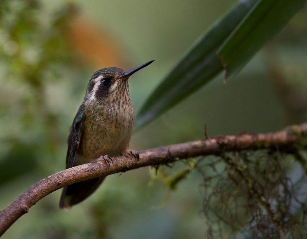 Speckled Hummingbird - ML205988431