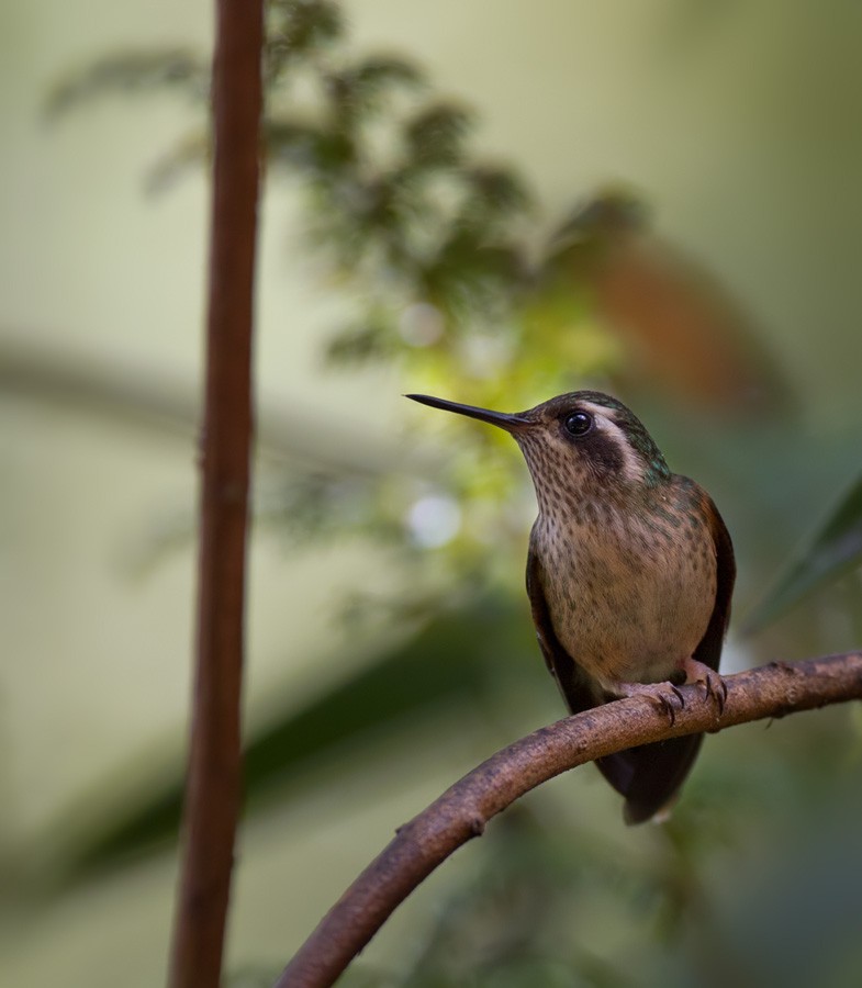 Speckled Hummingbird - ML205988441