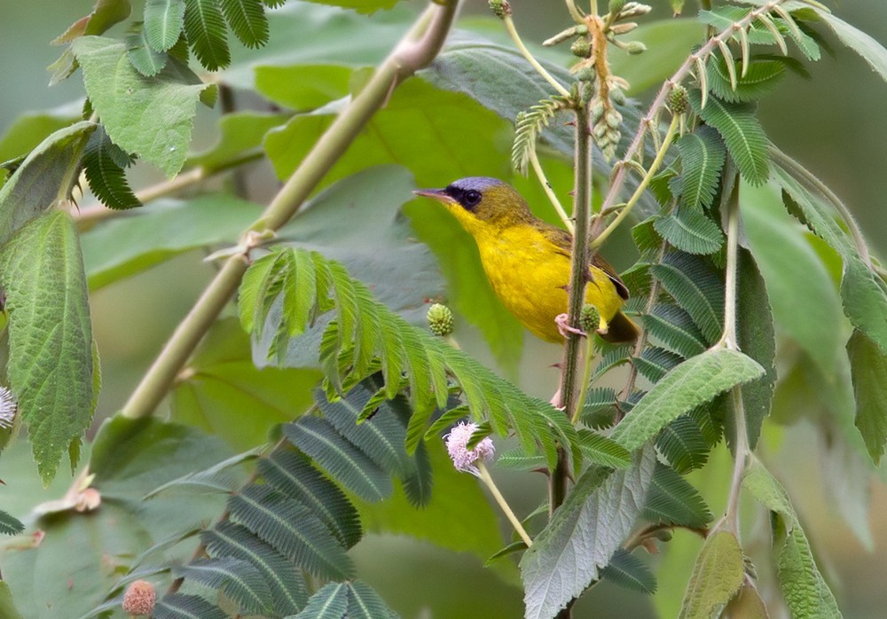 Black-lored Yellowthroat - Lars Petersson | My World of Bird Photography