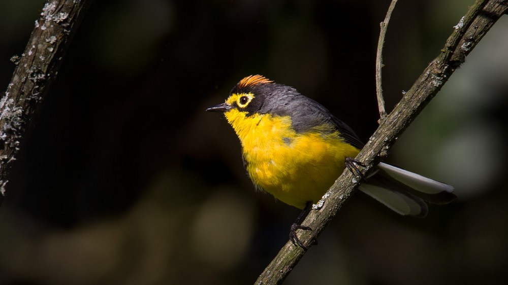 Spectacled Redstart - ML205988511