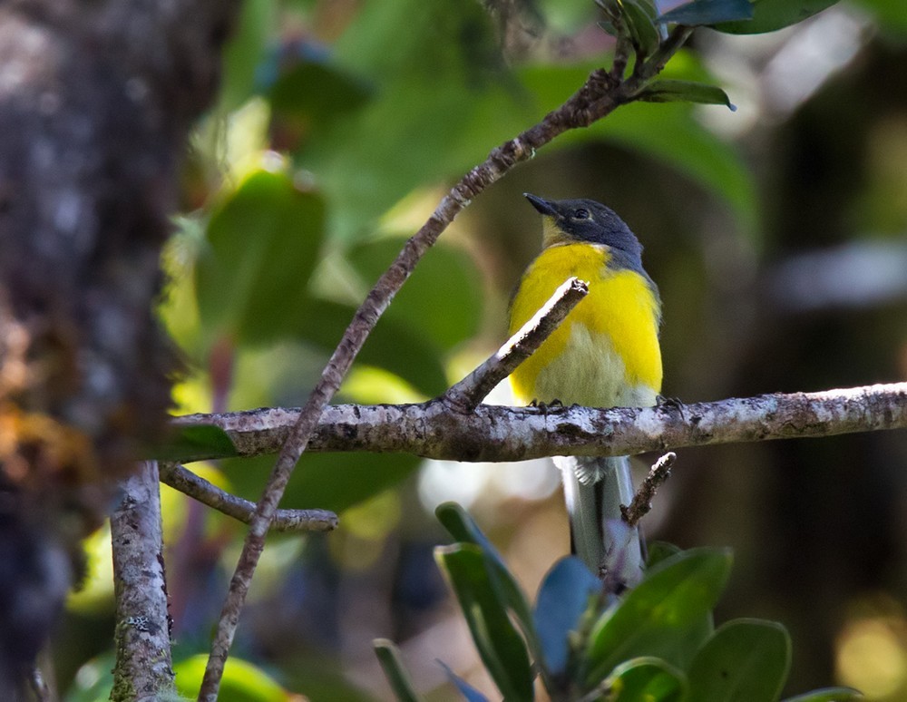 Spectacled Redstart - ML205988531