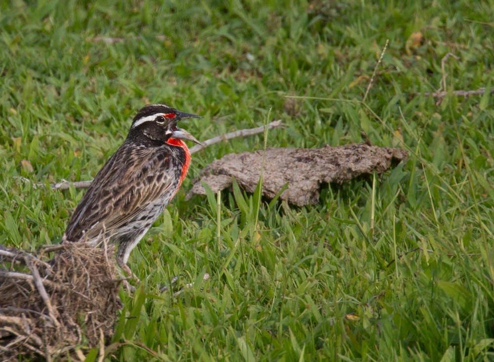 Peruvian Meadowlark - ML205988621