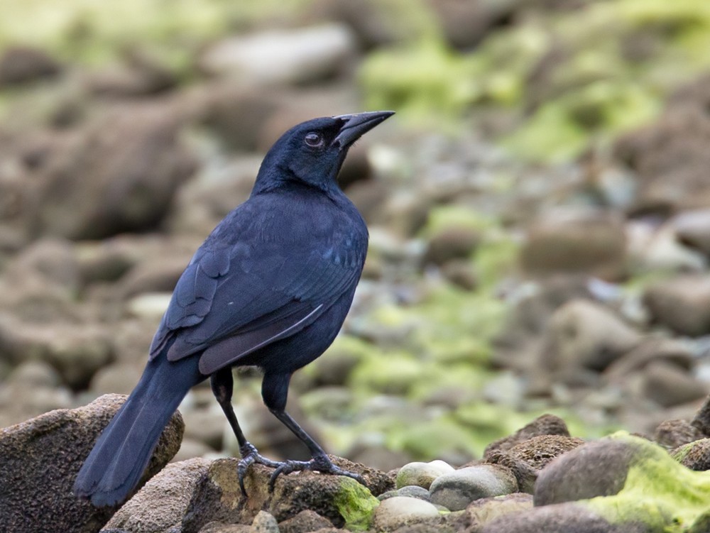 Scrub Blackbird - ML205988631