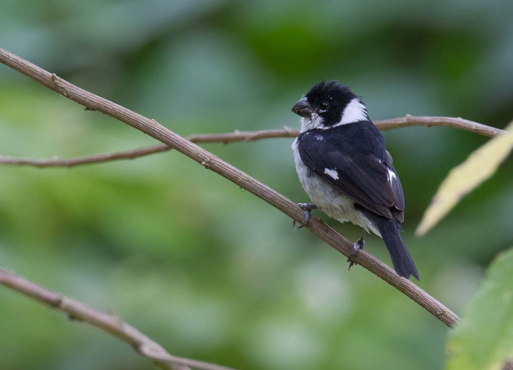 Variable Seedeater (Variable) - ML205988701