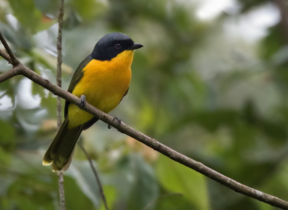 Black-fronted Bushshrike - ML205988871