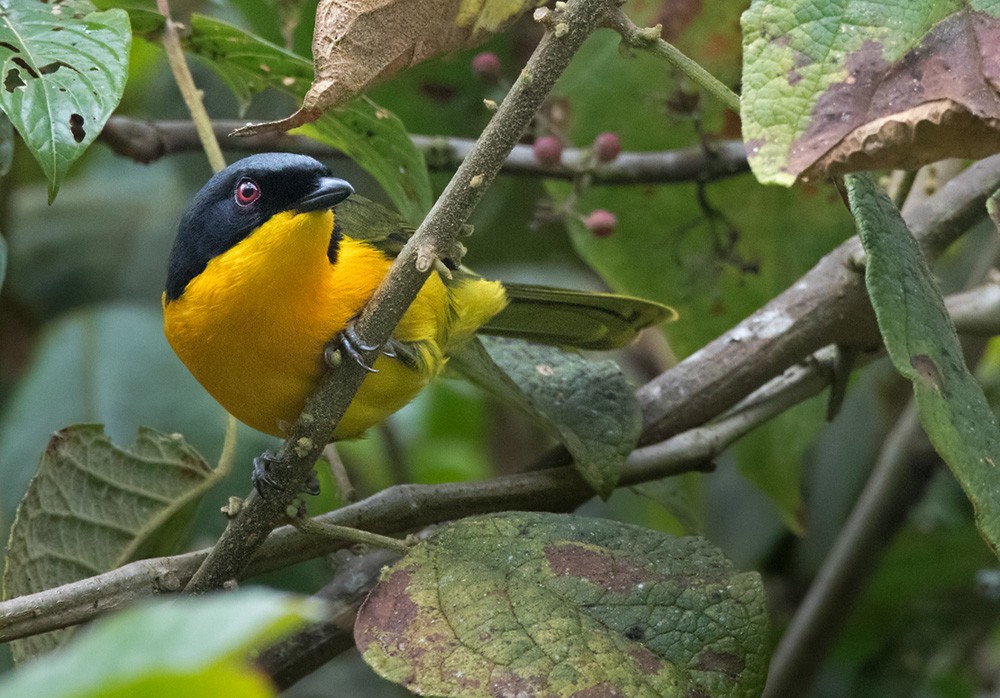 Black-fronted Bushshrike - Lars Petersson | My World of Bird Photography