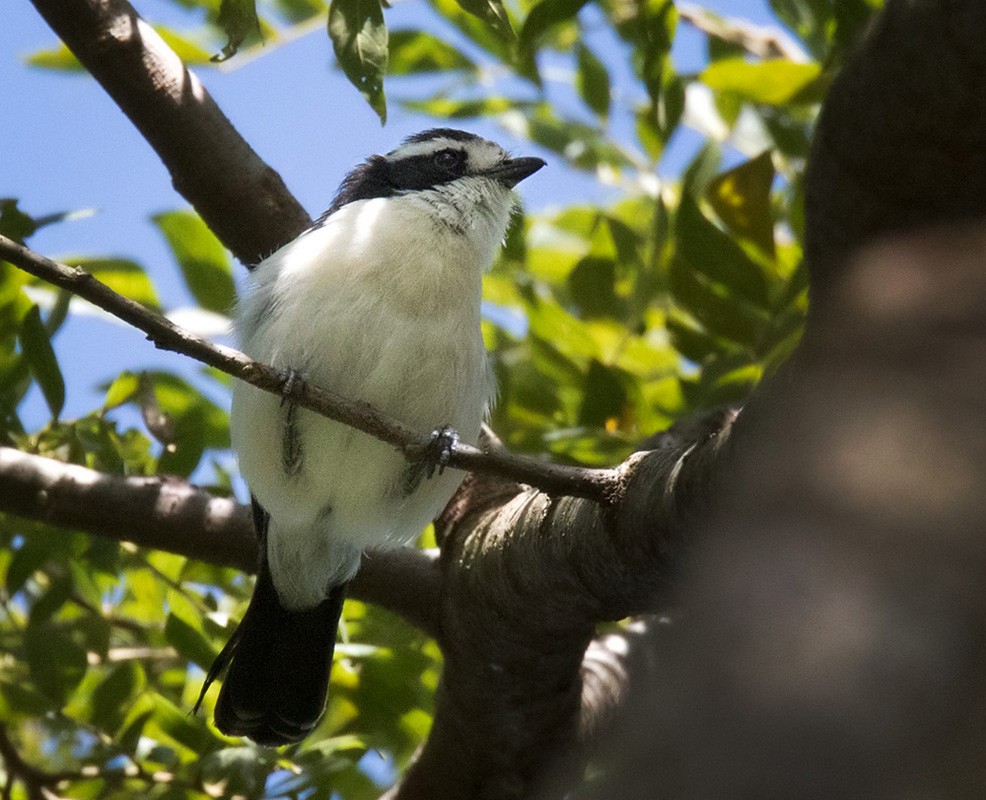 Gray-green Bushshrike - ML205988901