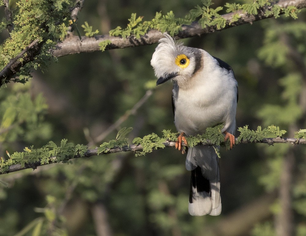 White Helmetshrike (Yellow-eyed) - ML205988951