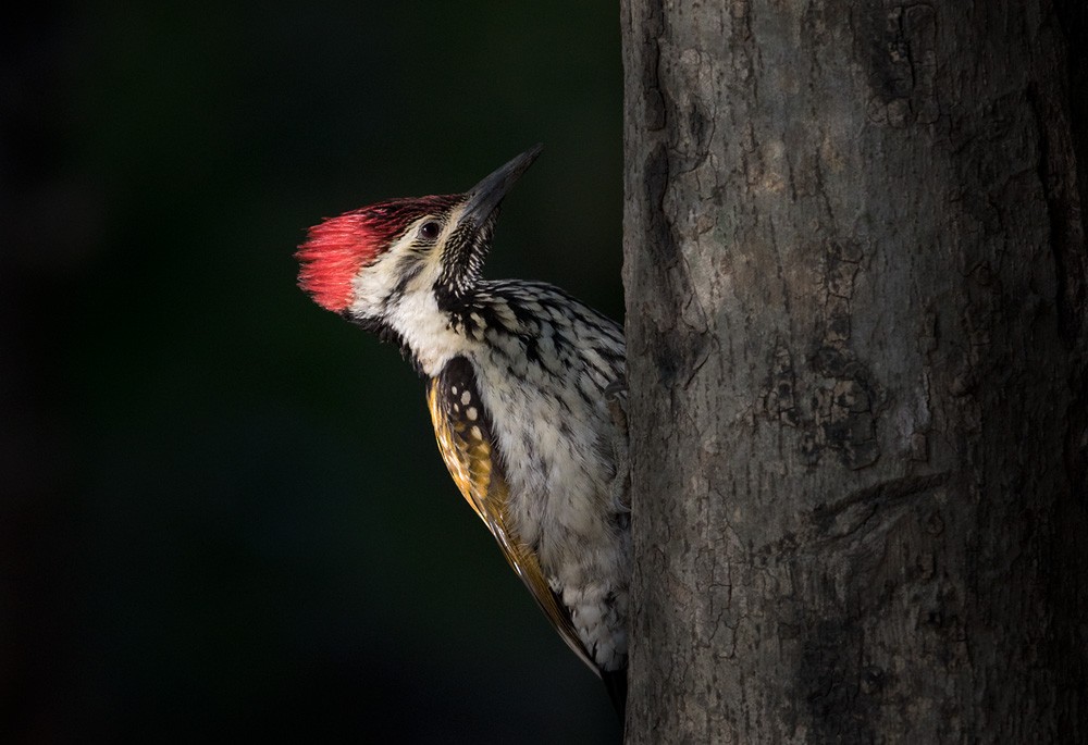 Black-rumped Flameback - ML205989071