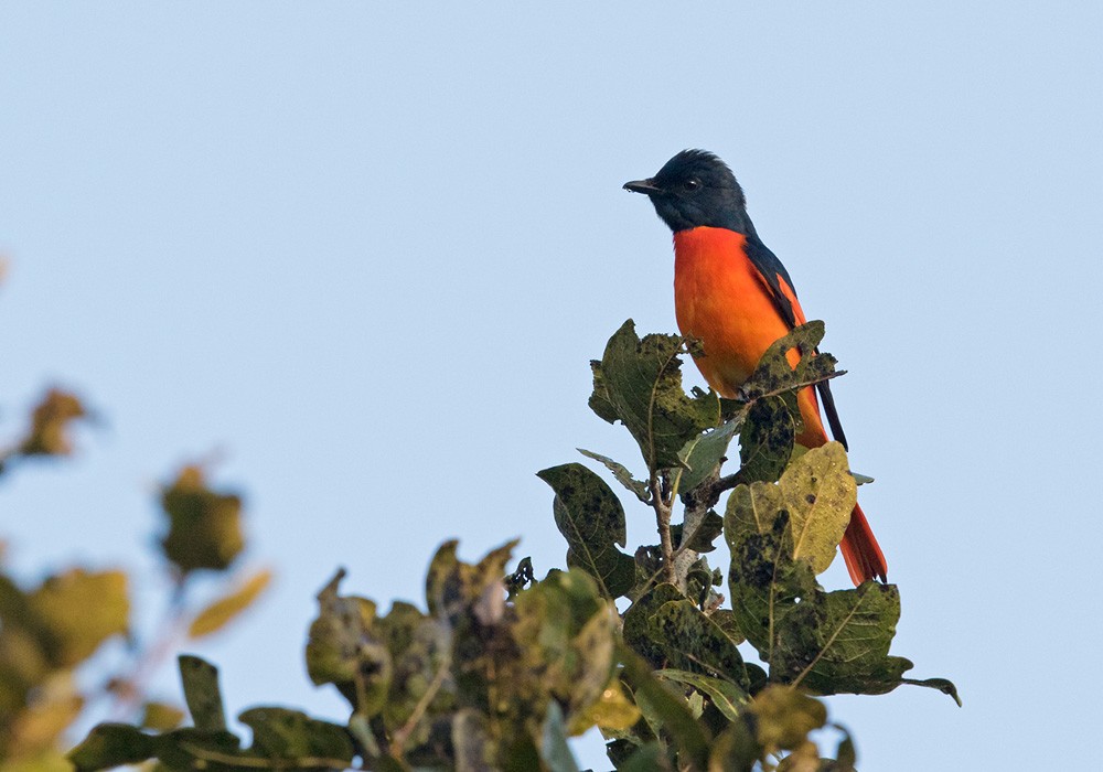 Scarlet Minivet (Scarlet) - ML205989131