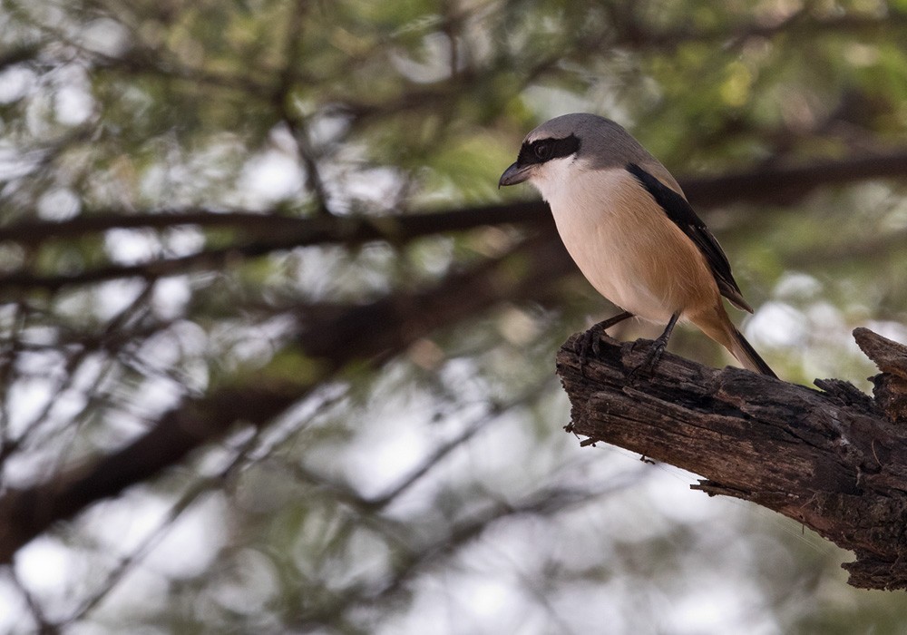 Long-tailed Shrike (erythronotus/caniceps) - ML205989191