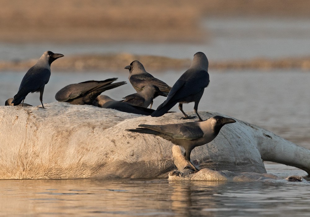 House Crow - ML205989401