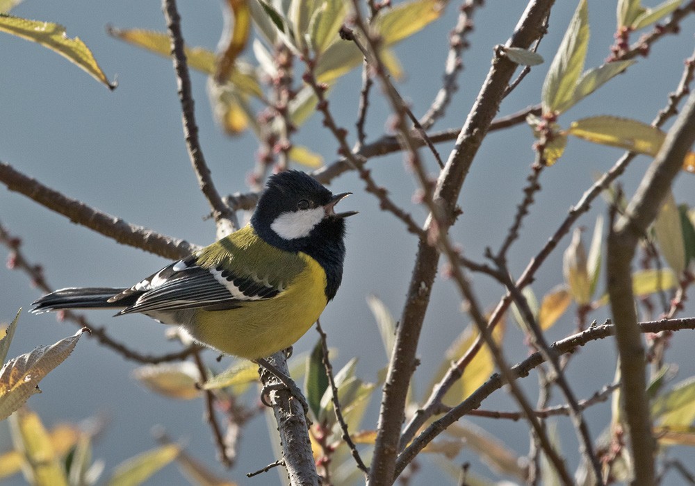 Green-backed Tit - ML205989421