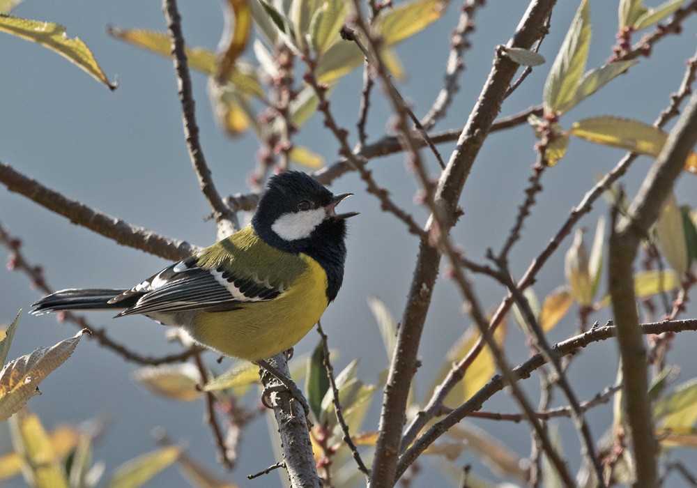 Mésange montagnarde - ML205989421