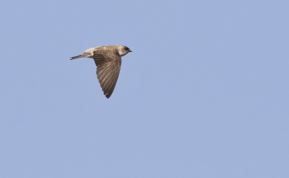 Gray-throated Martin - ML205989441