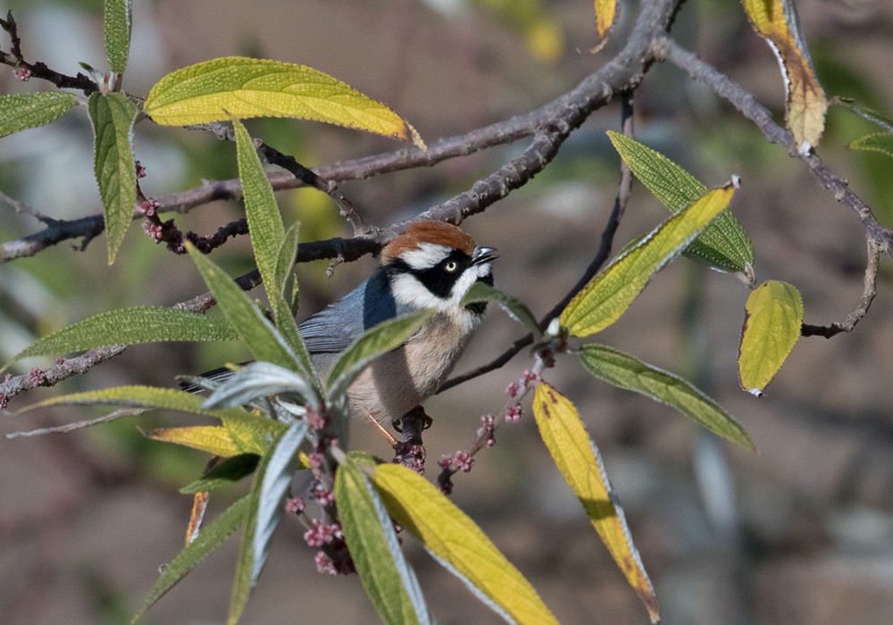 Black-throated Tit (Red-headed) - Lars Petersson | My World of Bird Photography