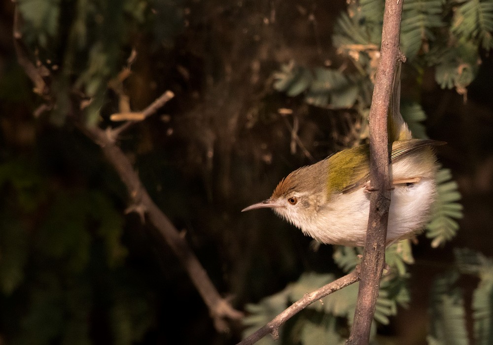 Common Tailorbird - ML205989461