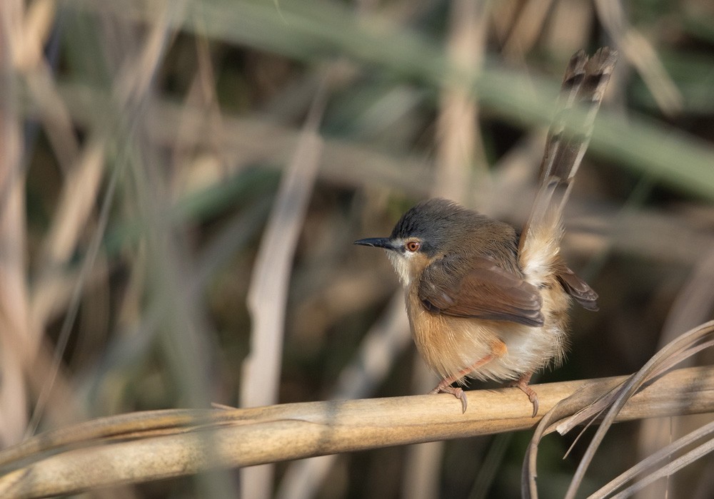 Prinia Cenicienta - ML205989511