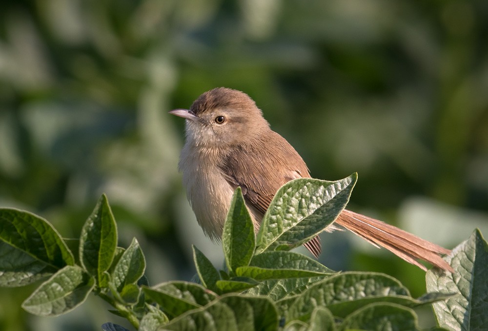 Prinia Sencilla - ML205989541