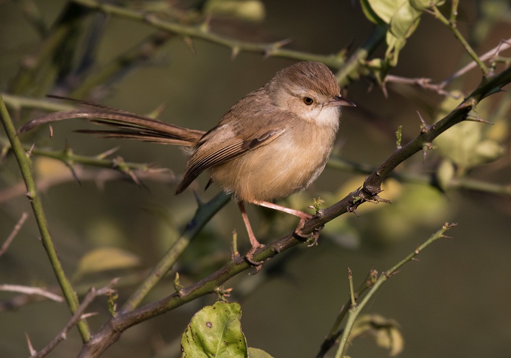 Plain Prinia - ML205989551