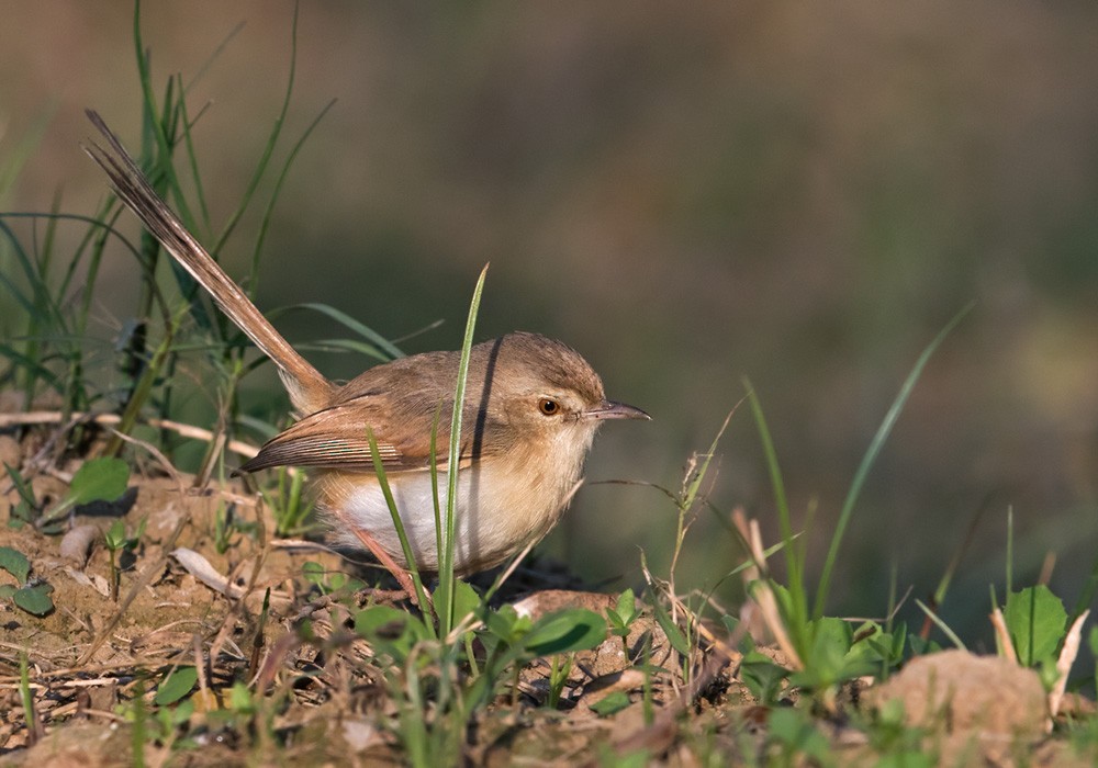 Plain Prinia - ML205989561