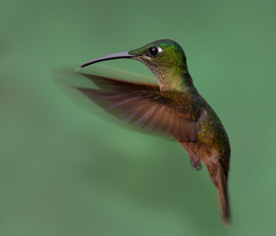 Fawn-breasted Brilliant - ML205989631