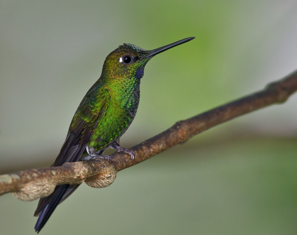 kolibřík subtropický - ML205989691