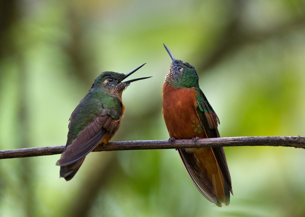 Chestnut-breasted Coronet - ML205989741