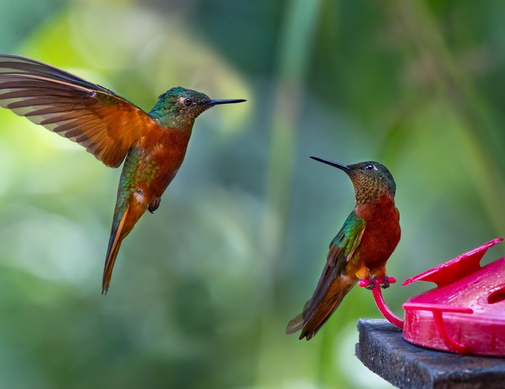 kolibřík peruánský - ML205989771