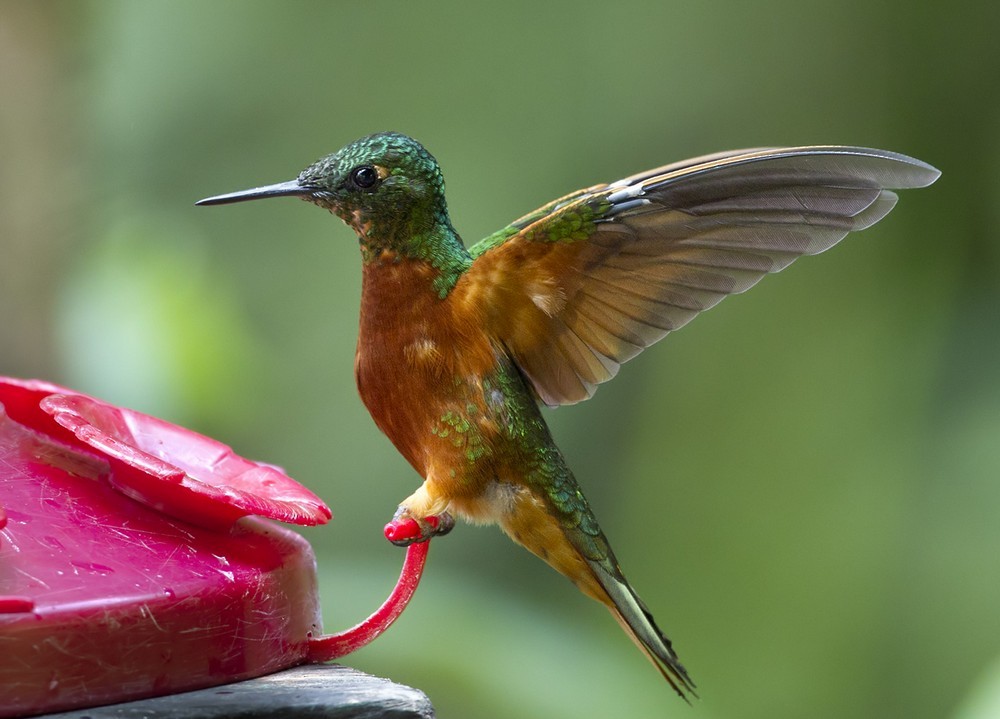 kolibřík peruánský - ML205989781