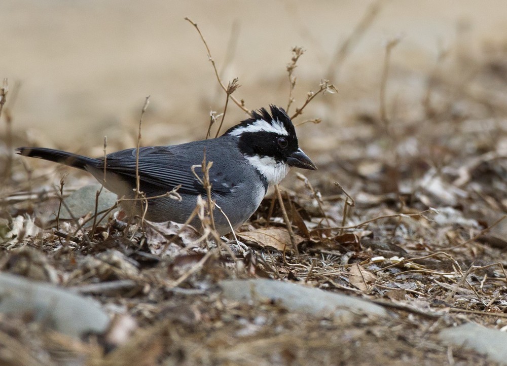 Black-capped Sparrow (Black-capped) - ML205989951