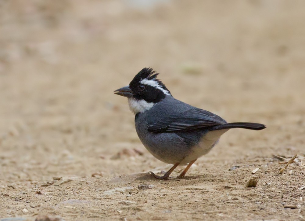 Black-capped Sparrow (Black-capped) - ML205989961
