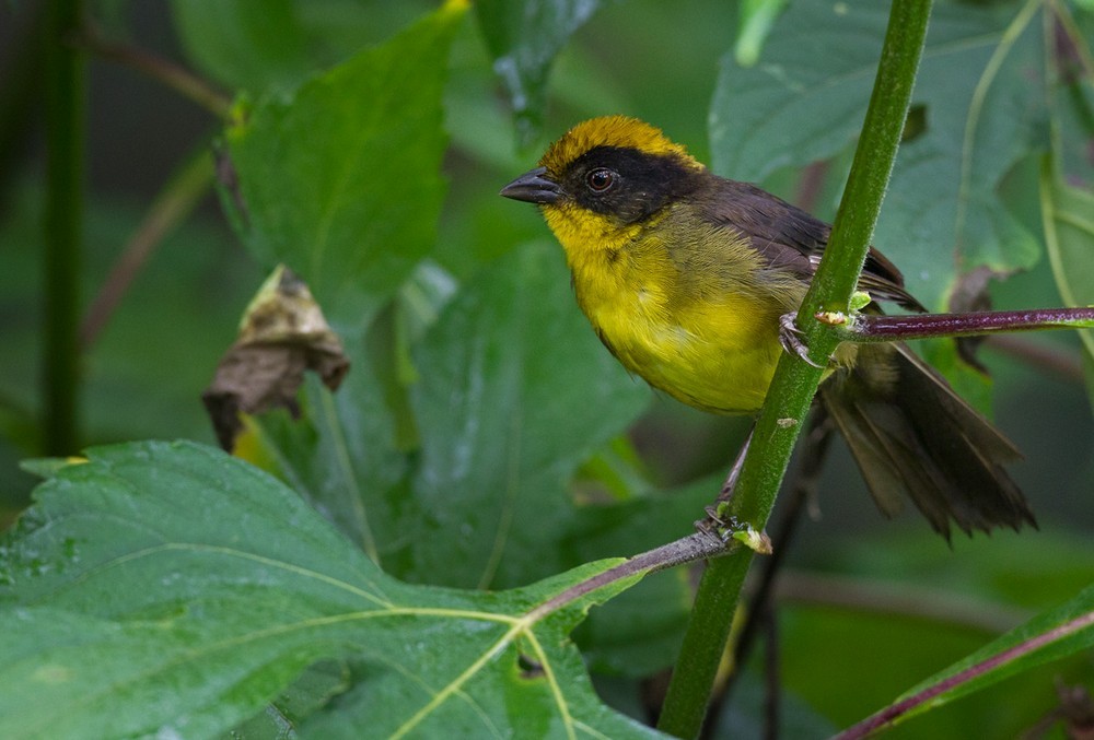 Tricolored Brushfinch (Choco) - ML205990031