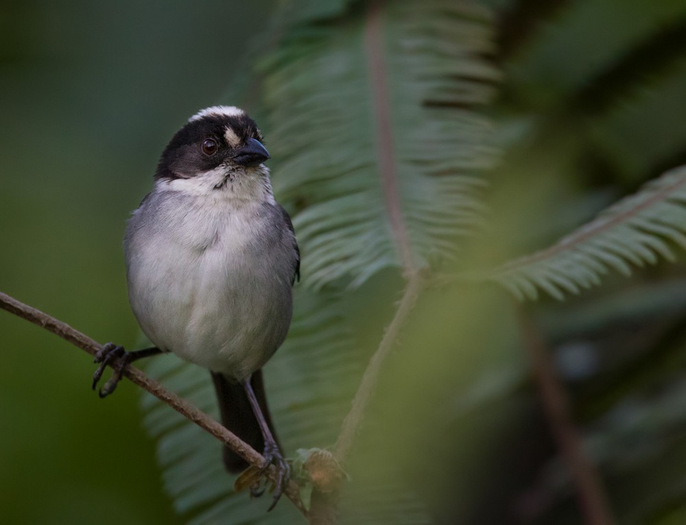 White-winged Brushfinch (Paynter's) - ML205990051