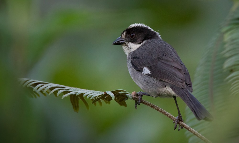 White-winged Brushfinch (Paynter's) - ML205990061