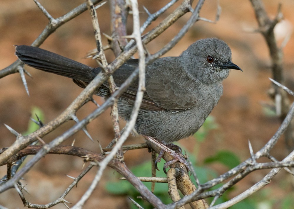 Gray Wren-Warbler - Lars Petersson | My World of Bird Photography