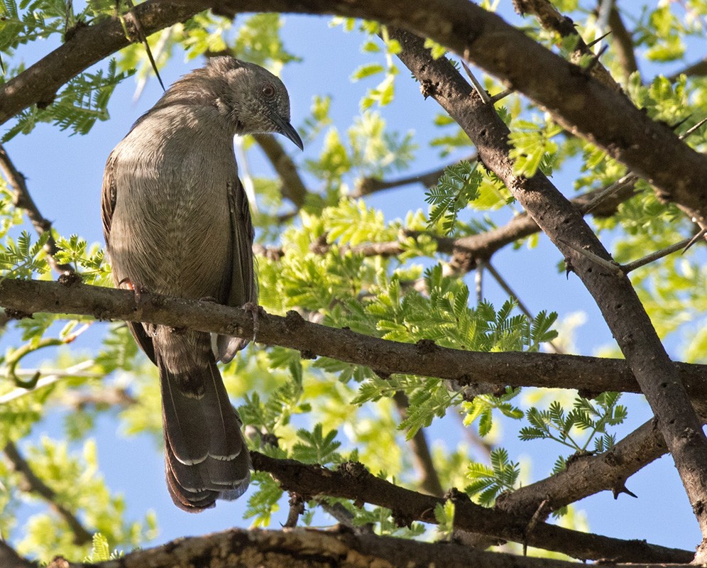 Gray Wren-Warbler - Lars Petersson | My World of Bird Photography