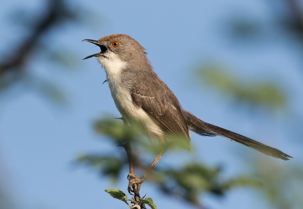 Red-fronted Prinia (Red-fronted) - Lars Petersson | My World of Bird Photography