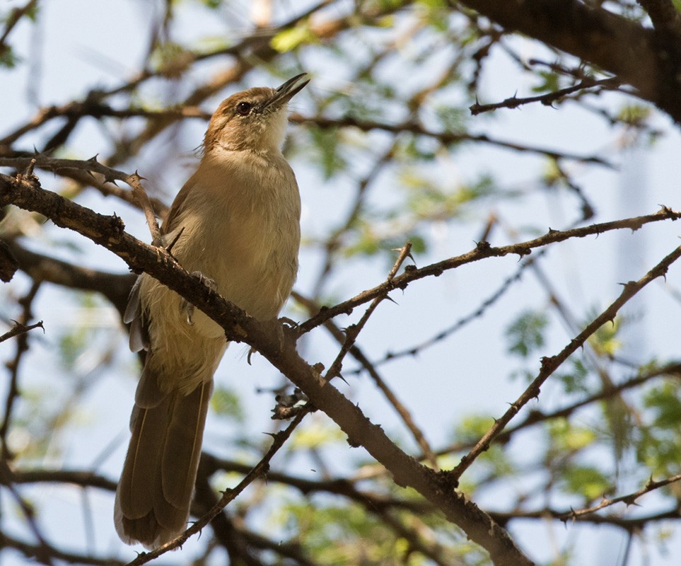 Northern Brownbul - ML205990171